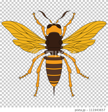 カラー昆虫単品アイコン　蜂 111943657