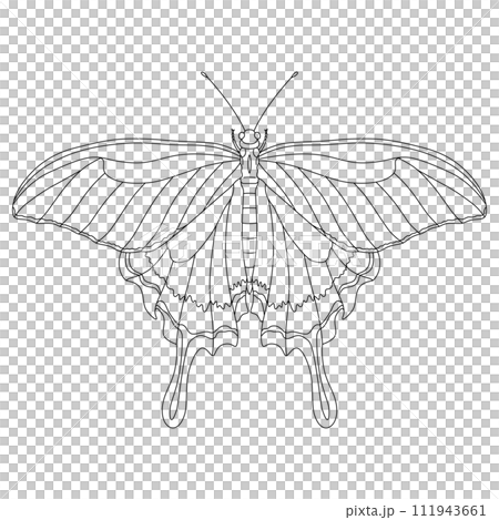 線画昆虫単品アイコン　蝶 111943661