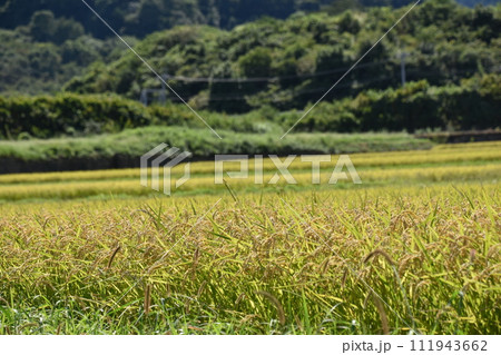 田んぼのあぜ道 111943662