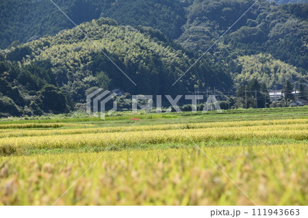 田んぼのあぜ道に咲く彼岸花 田んぼのあぜ道に咲く彼岸花 111943663