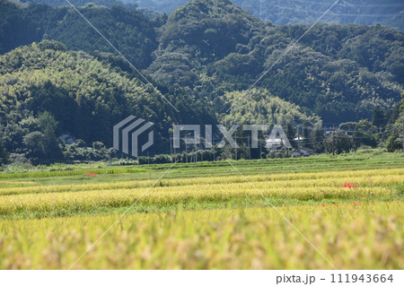 田んぼのあぜ道に咲く彼岸花 111943664