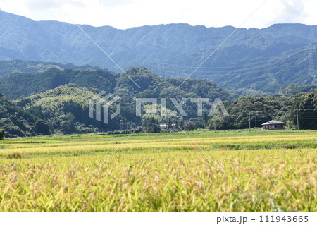 田んぼのあぜ道に咲く彼岸花 田んぼのあぜ道に咲く彼岸花 111943665