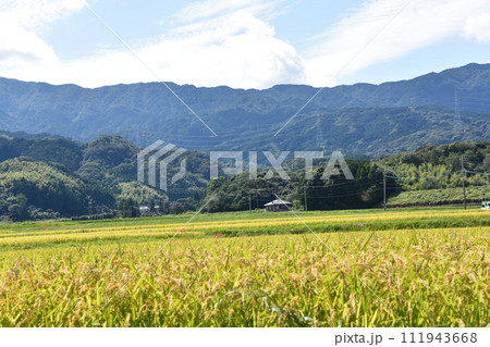 田んぼのあぜ道に咲く彼岸花 111943668