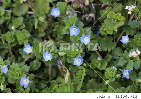 早春の庭に咲くオオイヌノフグリの青い花 111943713