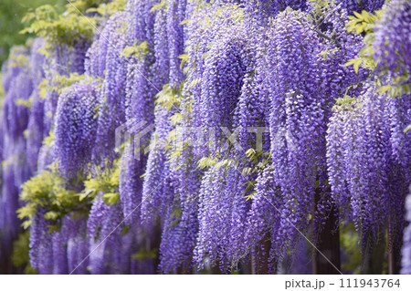 若林公園の藤の花(宮城県白石市) 若林公園の藤の花(宮城県白石市) 111943764