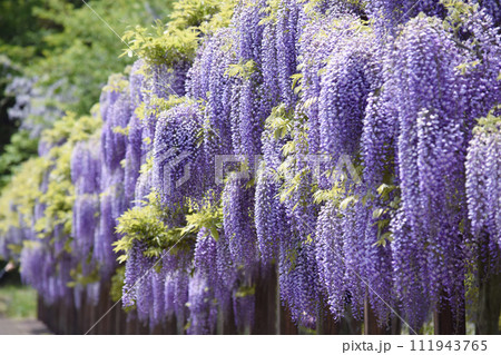 若林公園の藤の花(宮城県白石市) 若林公園の藤の花(宮城県白石市) 111943765