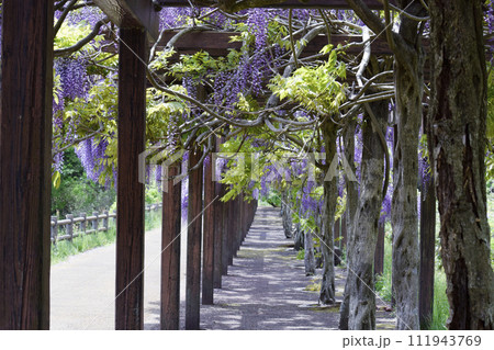 若林公園の藤の花（宮城県白石市） 111943769