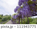 若林公園の藤の花（宮城県白石市） 111943775
