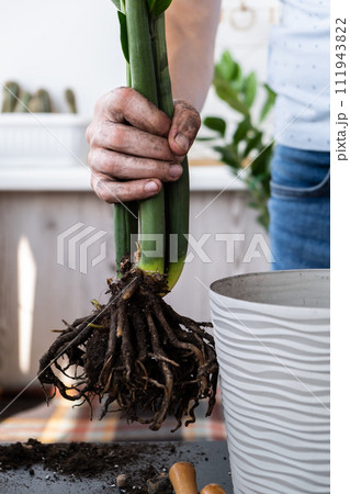 Man doing replant zamioculcas to new pot at home. Cleaning roots. Pulling plant with roots from pot, close-up. Florist gardening at home. Leisure free time 111943822
