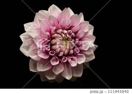 ピンク色のダリア 111943840