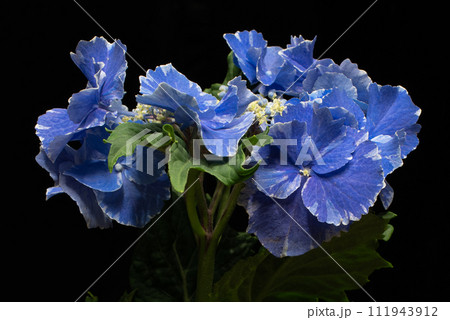 横から見たアジサイ 111943912