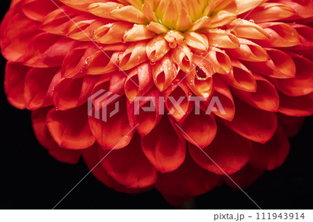 水滴の付いた赤いダリア 111943914