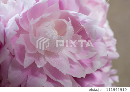 水滴の付いたピンク色の芍薬 水滴の付いたピンク色の芍薬 111943919