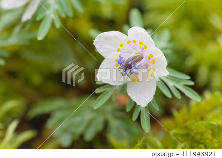 開花したセツブンソウ 111943921