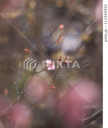 咲き始めた梅の花 111944050