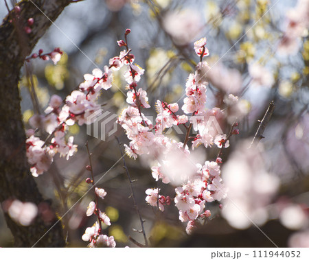 春の訪れを告げる桜 111944052