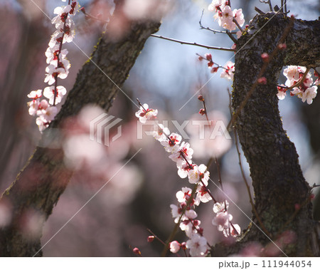 咲き始めた梅の花 111944054