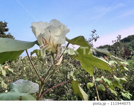 朝焼けと綿花 111944075