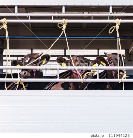 ドナドナ されていく 牛 【 家畜運搬車 と 畜産牛 の イメージ 】 111944128