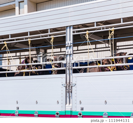 ドナドナ されていく 牛 【 家畜運搬車 と 畜産牛 の イメージ 】 111944131