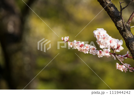 駒沢公園の梅の花のクローズアップ 111944242