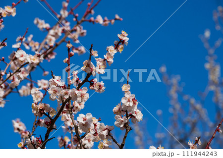 駒沢公園の梅の花のクローズアップ 111944243