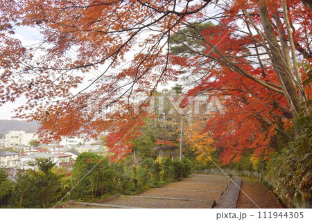 紅葉が美しい神明社の階段（宮城県白石市） 111944305