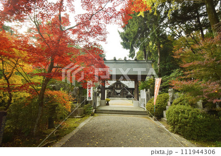 紅葉が美しい神明社（宮城県白石市） 111944306
