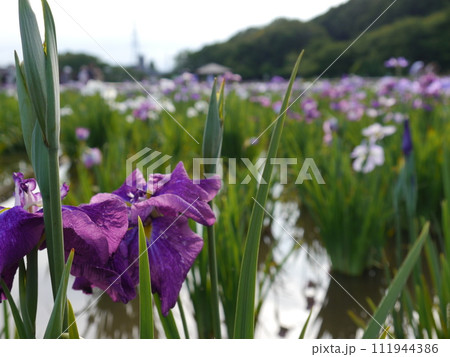 北山公園の花しょうぶ(東京都東村山市) 北山公園の花しょうぶ(東京都東村山市) 111944386