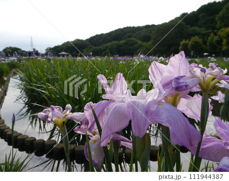 北山公園の花しょうぶ(東京都東村山市) 北山公園の花しょうぶ(東京都東村山市) 111944387