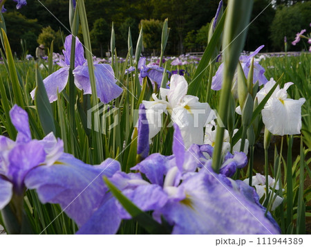北山公園の花しょうぶ（東京都東村山市） 111944389