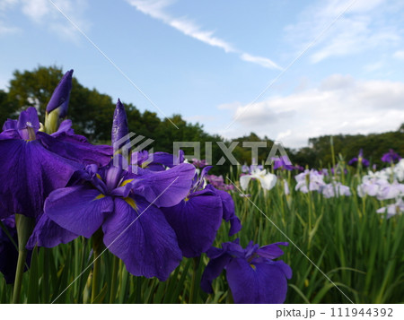 北山公園の花しょうぶ（東京都東村山市） 111944392