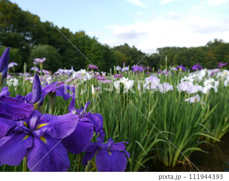 北山公園の花しょうぶ（東京都東村山市） 111944393