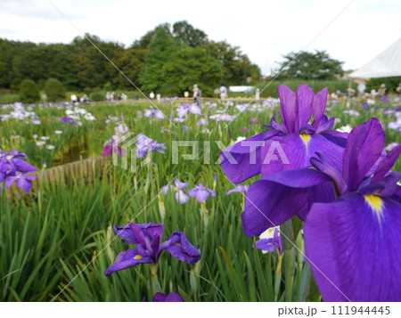北山公園の花しょうぶ（東京都東村山市） 111944445