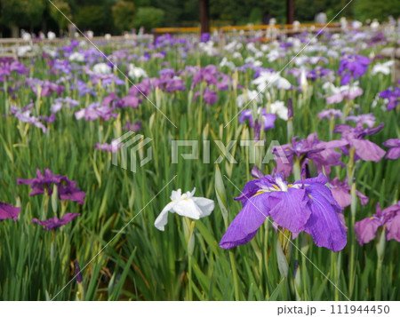 北山公園の花しょうぶ（東京都東村山市） 111944450