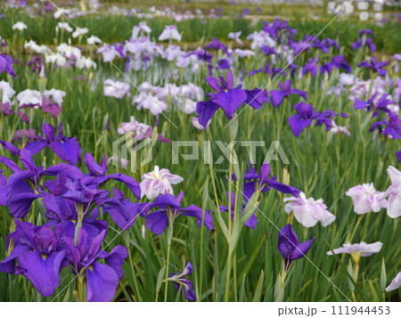 北山公園の花しょうぶ（東京都東村山市） 111944453