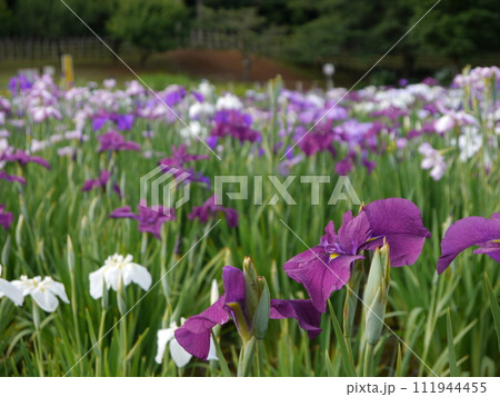 北山公園の花しょうぶ（東京都東村山市） 111944455