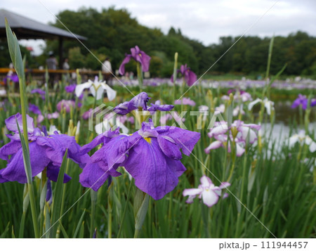 北山公園の花しょうぶ（東京都東村山市） 111944457