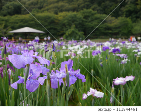 北山公園の花しょうぶ（東京都東村山市） 111944461