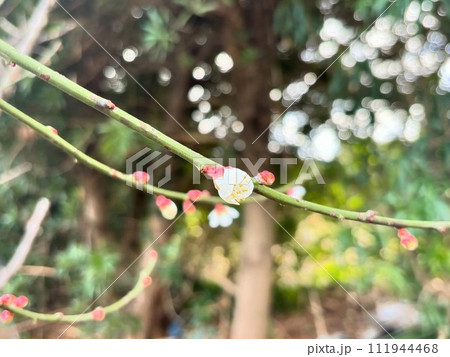 春の訪れを告げる梅の花 111944468