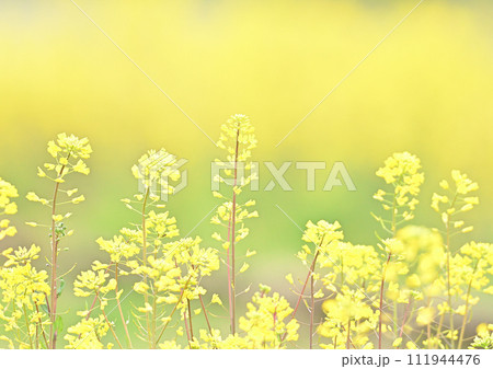 菜の花 111944476
