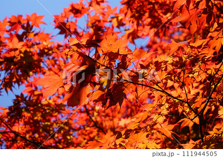 赤い日本楓の若葉 111944505