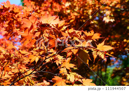 赤い日本楓の若葉 111944507