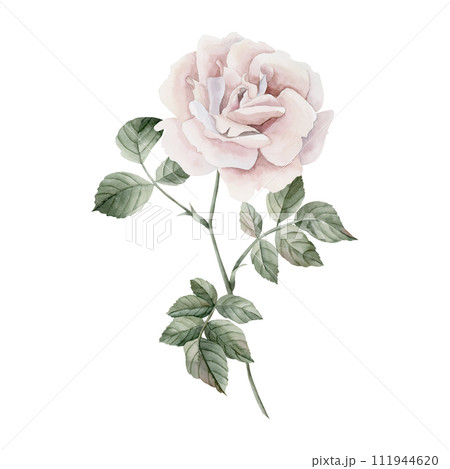 Pink rose hip flower on stem with leaves, Victorian style rose. Floral watercolor illustration hand painted isolated on white background. Perfect for invitations, greeting cards, posters, labels, wall Pink rose hip flower on stem with leaves, Victorian style rose. Floral watercolor illustration hand painted isolated on white background. Perfect for invitations, greeting cards, posters, labels, wall 111944620