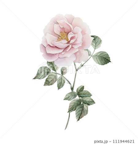 Pink rose hip flower on stem with leaves. Floral watercolor illustration hand painted isolated on white background. Perfect for invitations, greeting cards, posters, labels, wallpapers, wrappers, fabr Pink rose hip flower on stem with leaves. Floral watercolor illustration hand painted isolated on white background. Perfect for invitations, greeting cards, posters, labels, wallpapers, wrappers, fabr 111944621