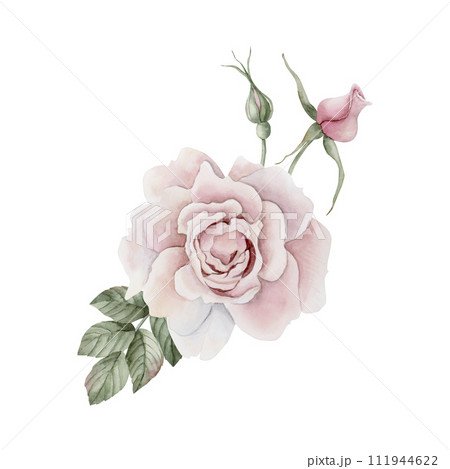 Composition of pink rose hip flower with buds and leaves, Victorian style rose. Floral watercolor illustration hand painted isolated on white background. Perfect for invitations, greeting cards, poste Composition of pink rose hip flower with buds and leaves, Victorian style rose. Floral watercolor illustration hand painted isolated on white background. Perfect for invitations, greeting cards, poste 111944622