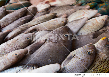 Fresh raw caught fishes on ice sale at fish market. Seafood pattern Fresh raw caught fishes on ice sale at fish market. Seafood pattern 111944686