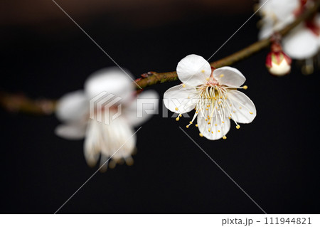 白梅のクローズアップ 白梅のクローズアップ 111944821