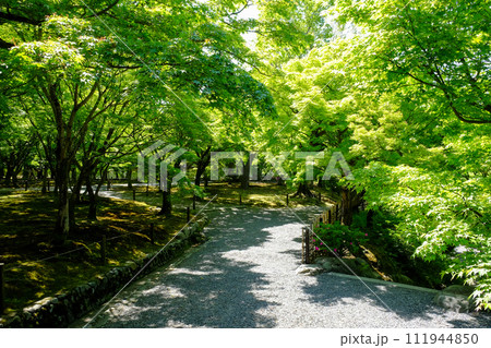 新緑の美しい東福寺の境内 111944850