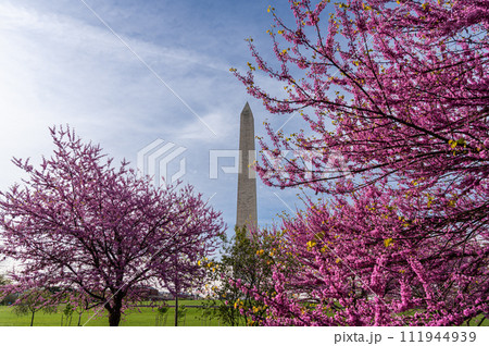 Washington monument on the National Mall in Washington, D.C, USA and Colorful Cherry blossom trees in spring 111944939